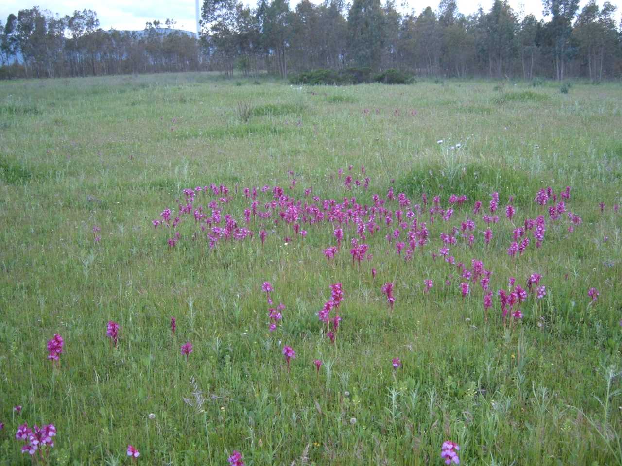 campo di orchis papilionacee..